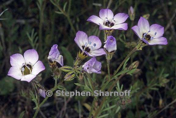 gilia tricolor ssp diffusa 5 graphic